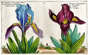 Passe: 17th century illustration of Flowers, Iris (Chamaeiris)