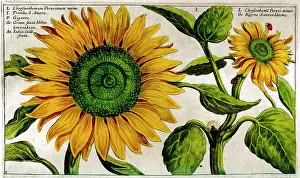 Passe: 17th century illustration of Flowers, Yellow Sunflower