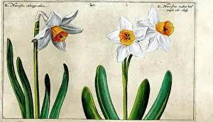Daffodills: 17th century illustration of Flowers, Narcissus - Daffodil