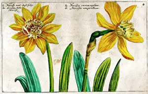 Daffodills: 17th century illustration of Flowers, Narcissus - Daffodil