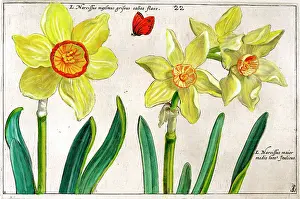 Daffodills: 17th century illustration of Flowers, Narcissus - Daffodil