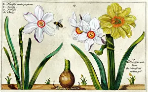 Daffodills: 17th century illustration of Flowers, Narcissus - Daffodil