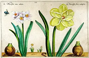 Daffodills: 17th century illustration of Flowers, Narcissus - Daffodil