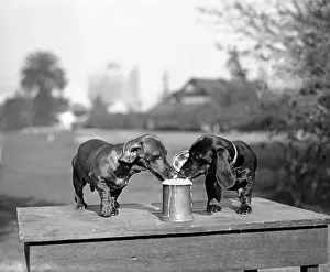 Lapping: 1890s TWO DACHSHUND PUPPIES LAPPING BEER FROM