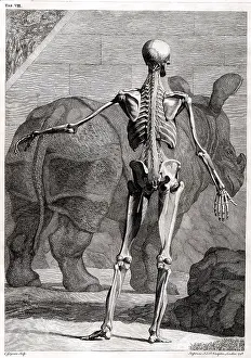 Intaglio: 18th Century Anatomical Engraving