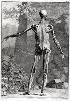 Intaglio: 18th Century Anatomical Engraving