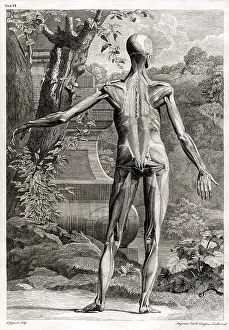 Intaglio: 18th Century Anatomical Engraving
