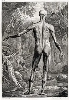 Intaglio: 18th Century Anatomical Engraving