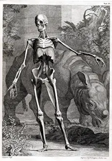 Intaglio: 18th Century Anatomical Engraving