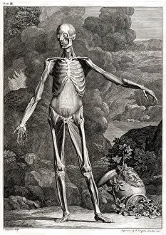 Intaglio: 18th Century Anatomical Engraving