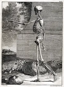 Intaglio: 18th Century Anatomical Engraving