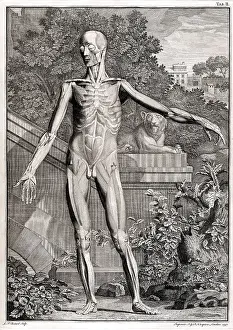 Intaglio: 18th Century Anatomical Engraving