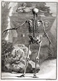 Intaglio: 18th Century Anatomical Engraving