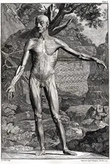 Intaglio: 18th Century Anatomical Engraving