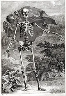 Intaglio: 18th Century Anatomical Engraving
