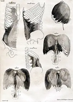 Lungs: 18th Century Anatomical Engraving