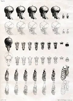 Intaglio: 18th Century Anatomical Engraving