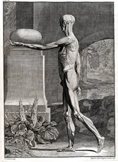 Intaglio: 18th Century Anatomical Engraving