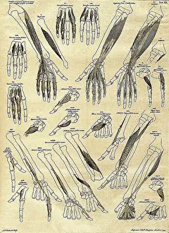Humani: 18th Century Anatomical Illustration