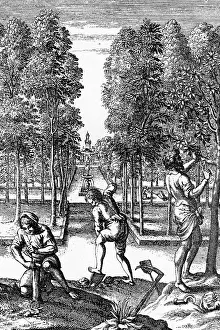 Cider: 18th century Apple Orchard