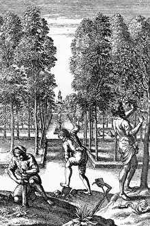 Orchard: 18th century Apple Orchard