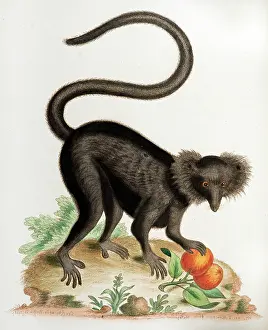 Harry Price: 18th century illustration black macaque monkey