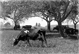 Dairying: 1900s - Dairy Cows Grazing on Farm