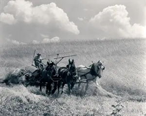 Thrash: 1920s 1930s Horse-Drawn Wheat