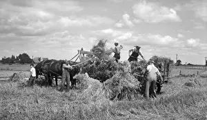 Haying: 1920s 1930s Men Loading Hay On