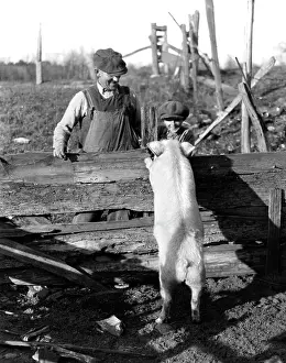 Pigsty: 1920s 1930s White Hog Pig Standing