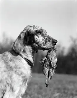Retrieved: 1920s English Setter Holding Retrieved