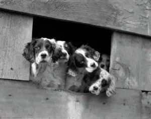 Doghouse: 1920s Group Of English Setter