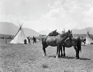 Tepee: 1920s Two Horses Standing Grooming each Other Side by Sid