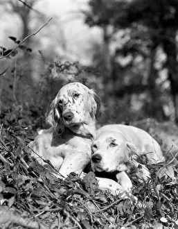 Setters: 1920s Two Sweet English Setters