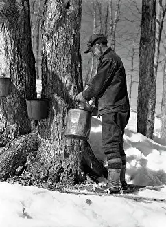 Sugaring: 1930s 1940s Man Tapping Maple