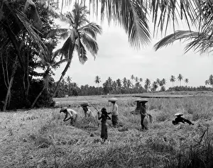 Balinese: 1930s 7 Balinese Workers In Rice