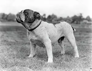Stubborn: 1930s Bull Dog Standing Full Figure
