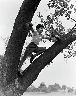 1930s Child Standing In Tree