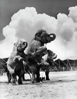 Tiptoe: 1930s Circus Trainer In Front