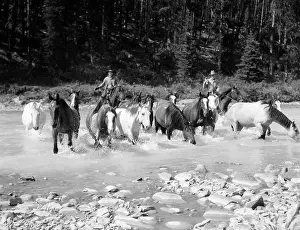 Inexperienced: 1930s Two Cowboys Herding Horses