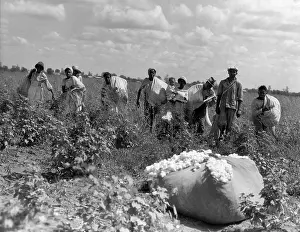 Sharecropper: 1930s Group Of African American