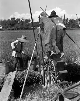 Irrigating: 1930s Irrigating Rice Field Near