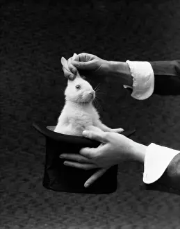 Sleight: 1930s Magician Hands Pulling Rabbit