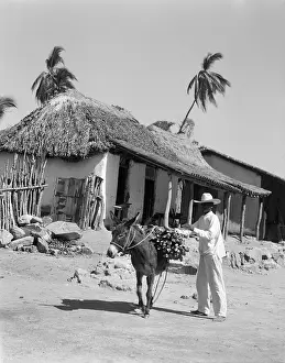 Acapulco: 1930s - Man Loading Wood Onto Back of Burro Donkey in Mexico
