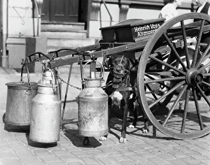 Muzzled: 1930s MUZZLED DOG USED TO PULL MILK CART SITTING