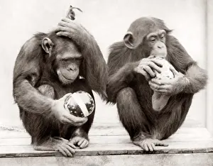 Whipsnade: 1930's press print monkeys Whipsnade Zoo Easter Eggs
