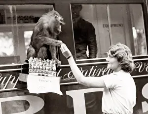 1930's press print - pet monkey handing out badges