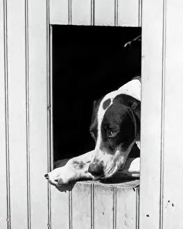 Doghouse: 1930s Sad Hunting Dog Pointer looking out of his Doghouse
