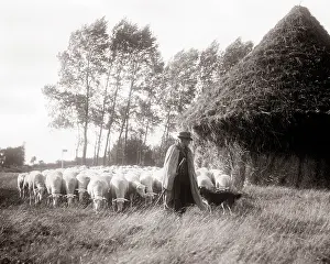 Pooch: 1930S Shepherd with Sheep Flock and Herding Dog