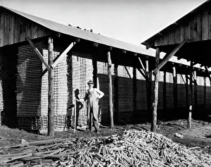 Hickory: 1930s Worker Piles Hickory Sticks
